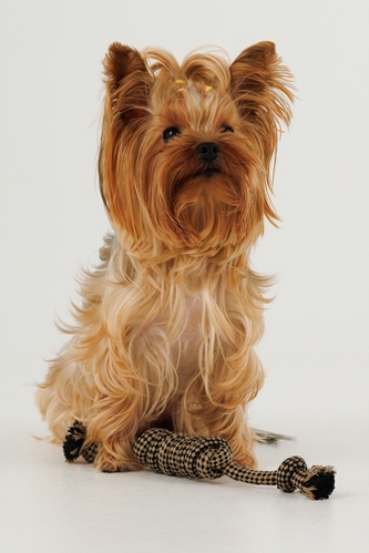 Іграшка канат з вузлами для собак KUMAOCHONGWUYONGPIN KM52661 Бежевий (2000990382894)