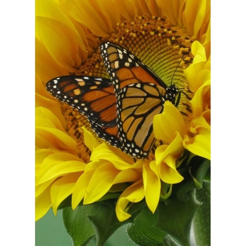 Фото Набір для творчості алмазна картина Частування метелика соняшником Strateg GD86096 (4823113868451)