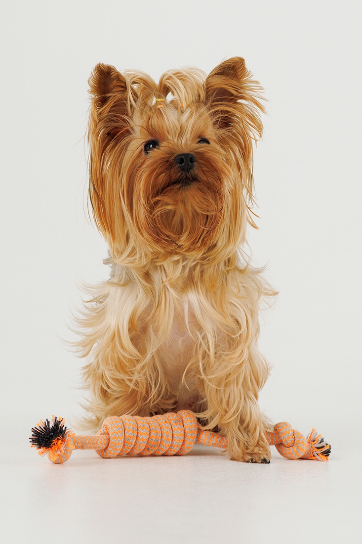 Іграшка канат з вузлами для собак KUMAOCHONGWUYONGPIN KM52661 Помаранчевий (2000990382887)