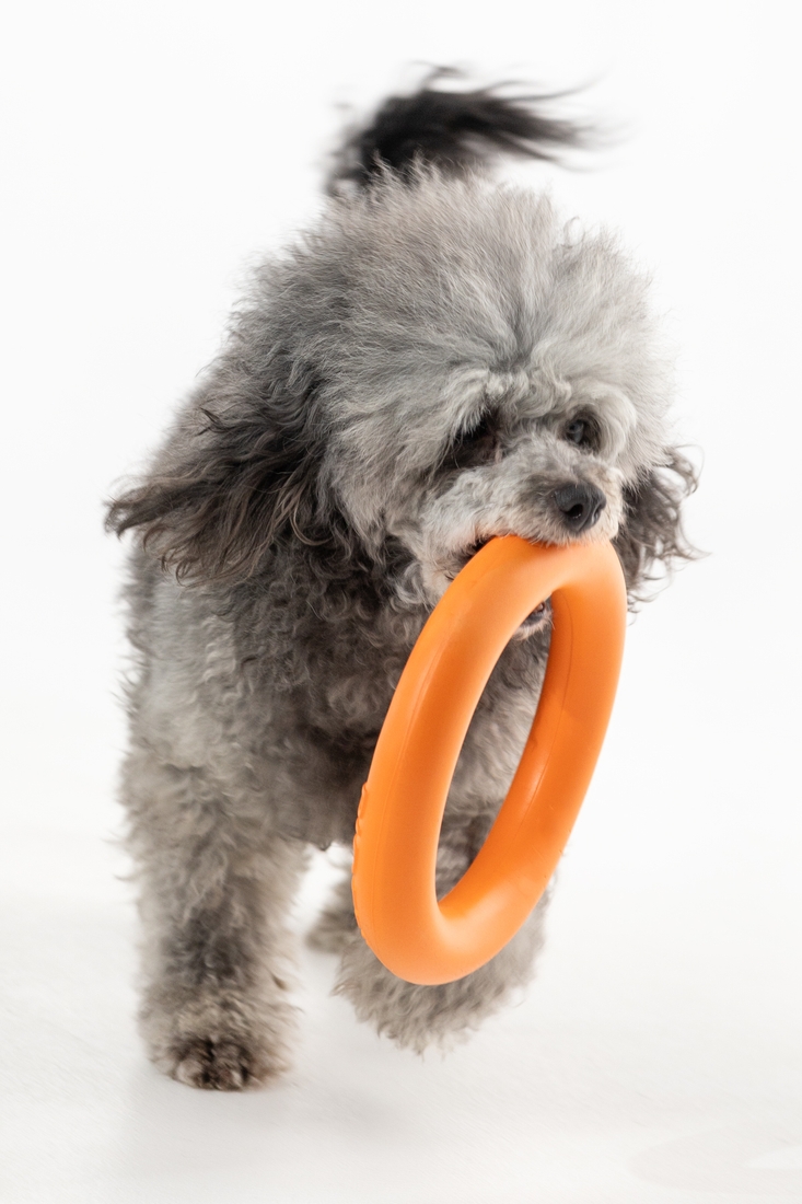 Игрушка Кольцо для собак KUMAOCHONGWUYONGPIN KM52691 Оранжевый (2000990383488)