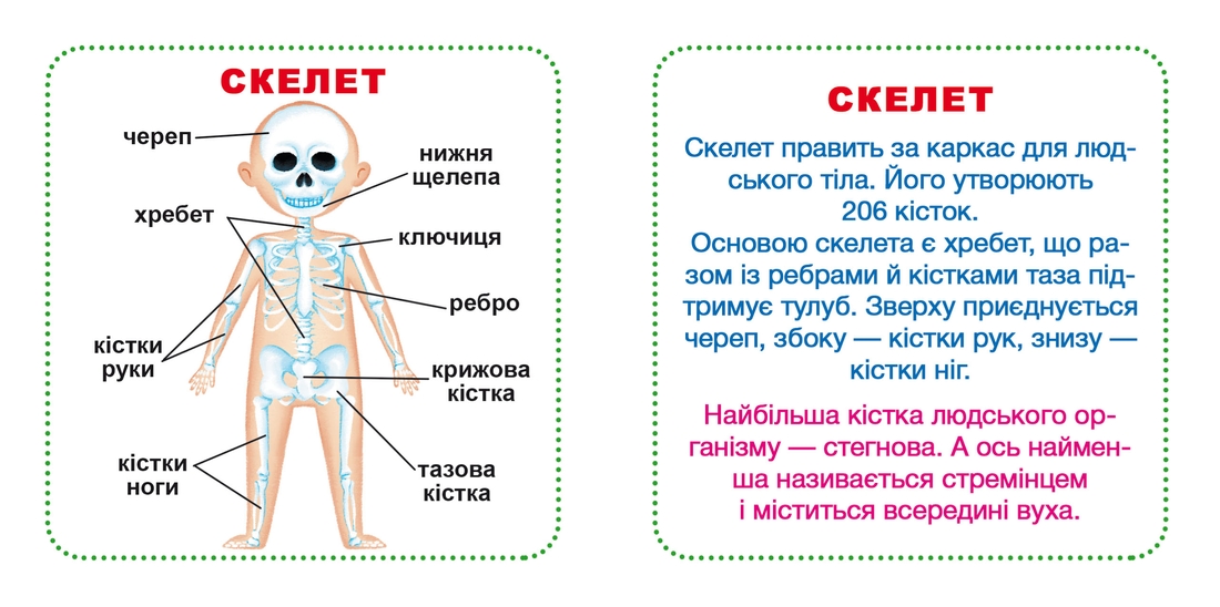 Фото Умные карточки. Мое тело. 30 карточек 9635 (9789669369635)