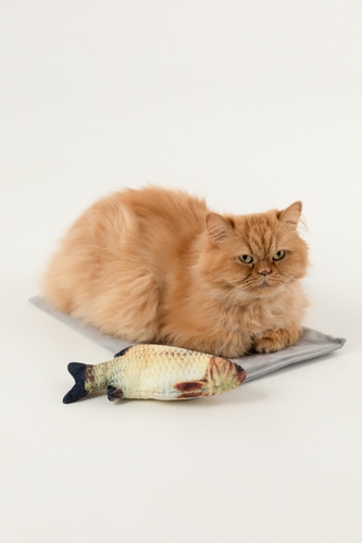 М'яка іграшка Риба для кота КАРАСЬ KUMAOCHONGWUYONGPIN KM52656 Різнокольоровий (2002014440870)