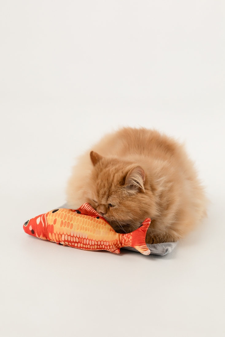 Мягкая игрушка Рыба для кота ОКУНЬ KUMAOCHONGWUYONGPIN KM52656 Разноцветный (2000990382771)