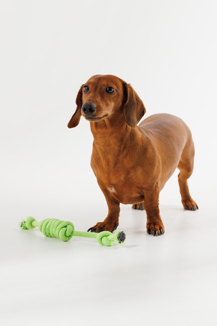 Іграшка канат з вузлами для собак KUMAOCHONGWUYONGPIN KM52661 Салатовий (2000990382870)