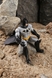 Іграшка фігурка Batman 10 см 6055946 Сіро-чорний (2000989483632) Фото 3 з 5
