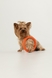 Іграшка Кільце для собак KUMAOCHONGWUYONGPIN KM52655 Помаранчевий (2000990382726)