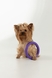 Іграшка Кільце для собак KUMAOCHONGWUYONGPIN KM52655 Фіолетовий (2002014440863)