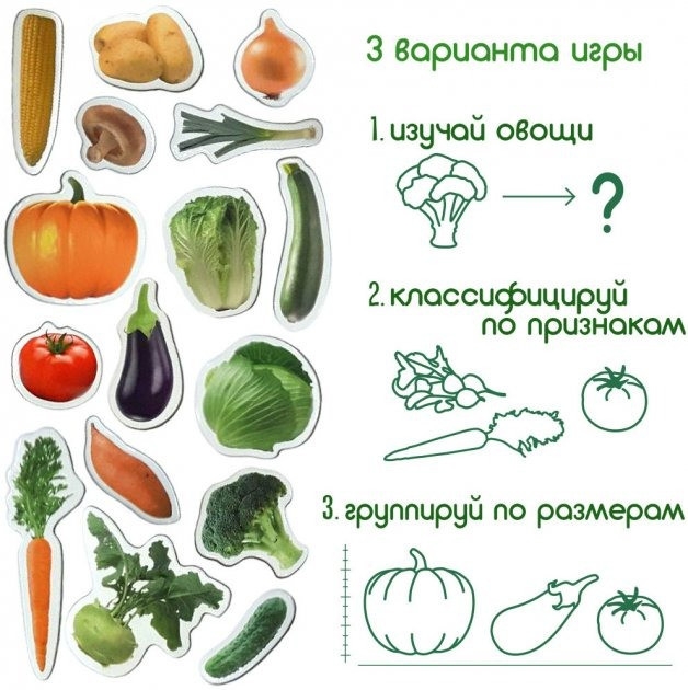 Фото Набор магнитов "Овощи" ML4031-12 EN (4820215152600)