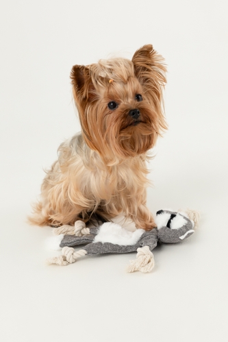 Іграшка-шуршалка для собак ЄНОТ KUMAOCHONGWUYONGPIN KM52657 Різнокольоровий (2002014440887)