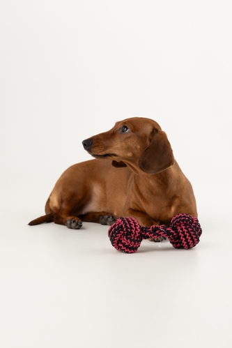 Іграшка канат з двома вузлами для собак KUMAOCHONGWUYONGPIN KM52660 Малиновий (2000990382849)