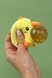 Іграшка Антистрес Курча з блискітками K5911 Різнокольоровий (2000989526667) Фото 2 з 2