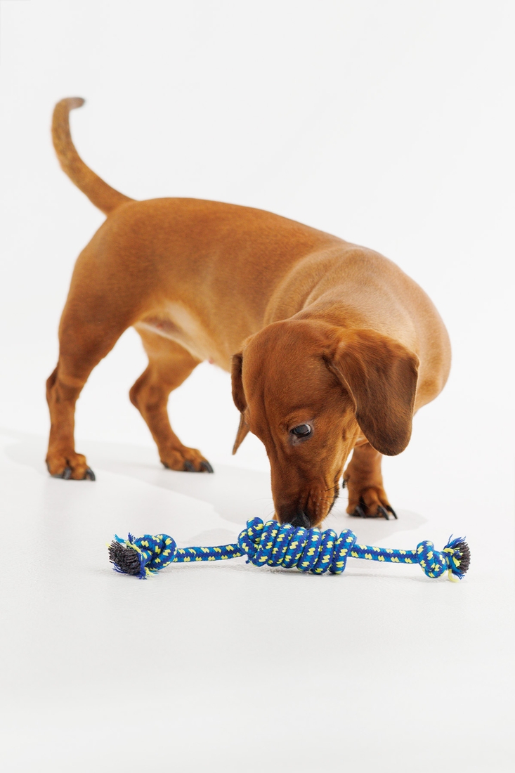 Іграшка канат з вузлами для собак KUMAOCHONGWUYONGPIN KM52661 Синій (2000990382917)
