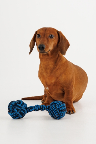 Іграшка канат з двома вузлами для собак KUMAOCHONGWUYONGPIN KM52660 Синій (2002014440917)