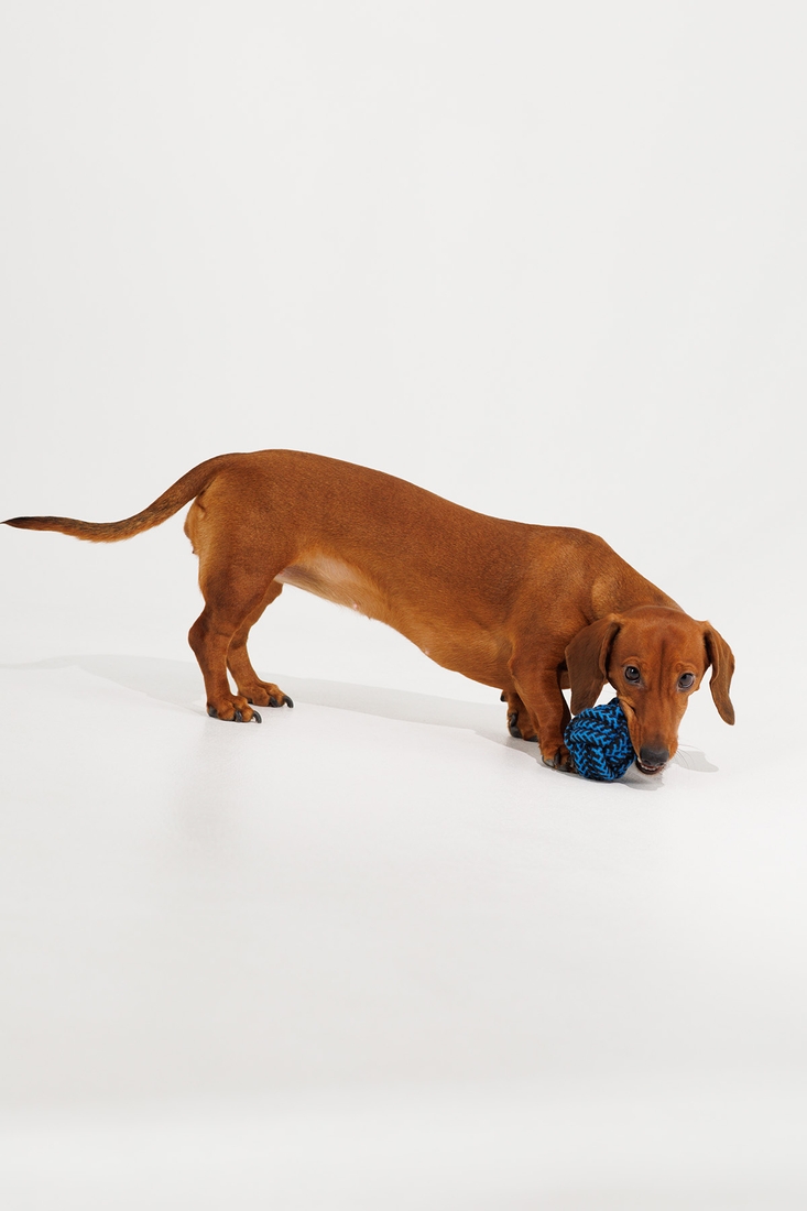 Іграшка канат з двома вузлами для собак KUMAOCHONGWUYONGPIN KM52660 Синій (2002014440917)