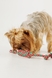 Іграшка канат з вузлами для собак KUMAOCHONGWUYONGPIN KM52661 Червоно-зелений (2000990382931)