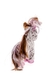М'яка іграшка TY Beanie Boo's Плямиста поні "Cinnamon" 15 см (36667) Фото 4 з 8